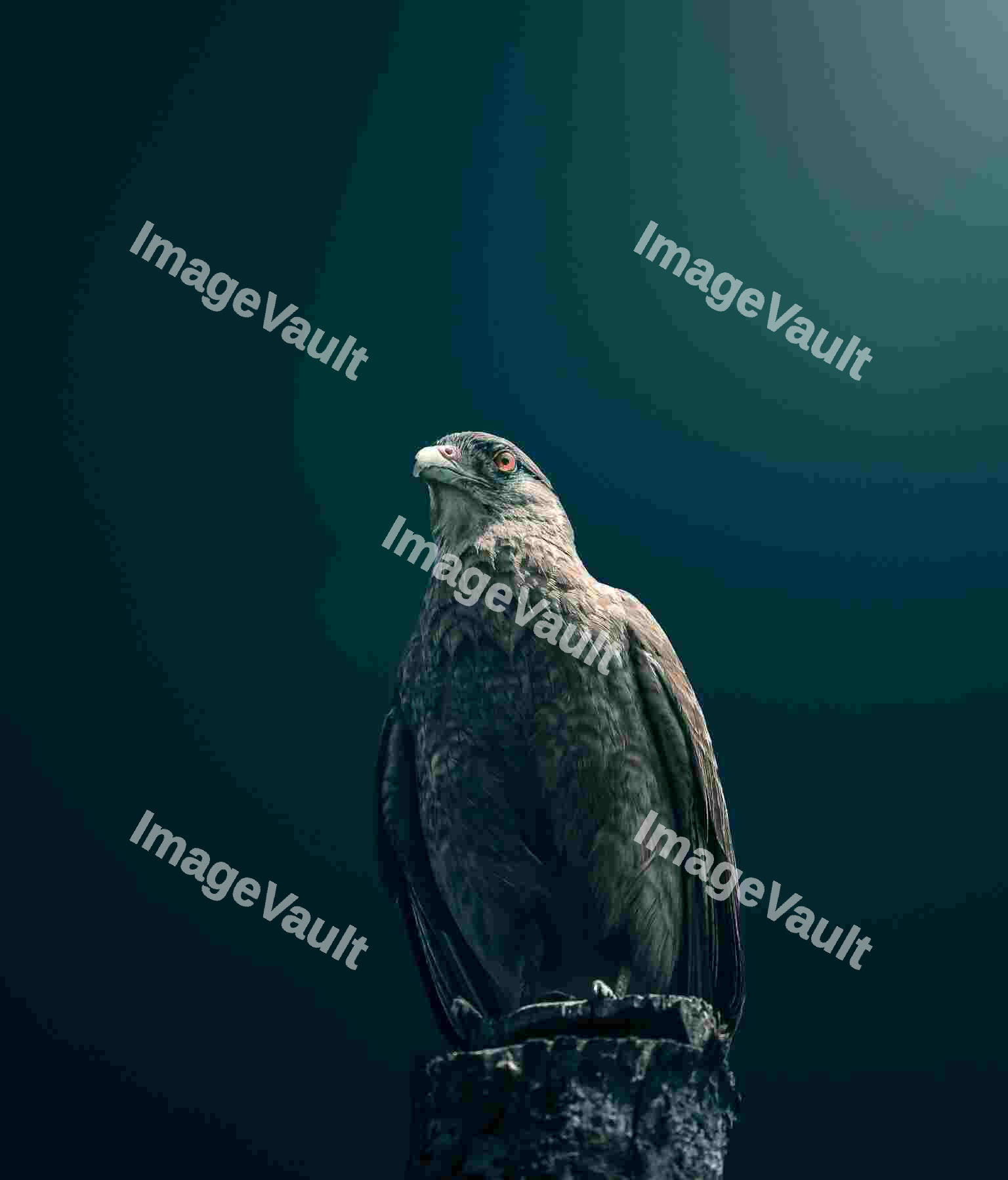 Hawk perching on a trunk